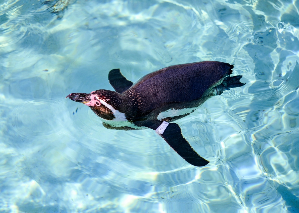 おたる水族館　ペンギン