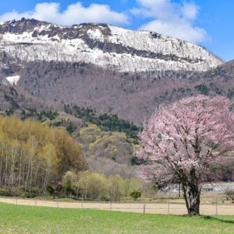 富良野　上御料の一本桜