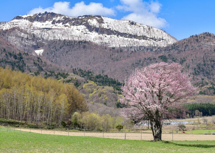 富良野　上御料の一本桜