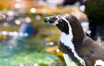 おたる水族館　ペンギン